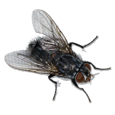 housefly