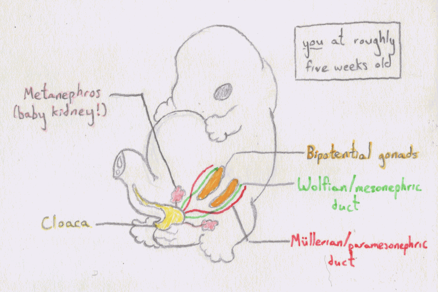 A pencil diagram of an embryo at roughly five weeks of development. The bipotential gonads, Müllerian ducts, Wolffian ducts, metanephroi, and cloaca are all labeled as part of the same diagrammed system.